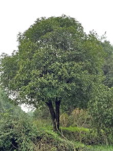 咸安區(qū)百信綠化苗木基地 專業(yè)園林綠化工程設(shè)計(jì)施工與優(yōu)質(zhì)苗木供應(yīng)