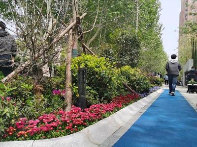 &ldquo;300米見綠,500米見園&rdquo;鄭州將新建多個(gè)月季主題公園!