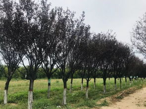 第一天 走進園林花木的神秘之地——探秘園林綠化工程設(shè)計及施工